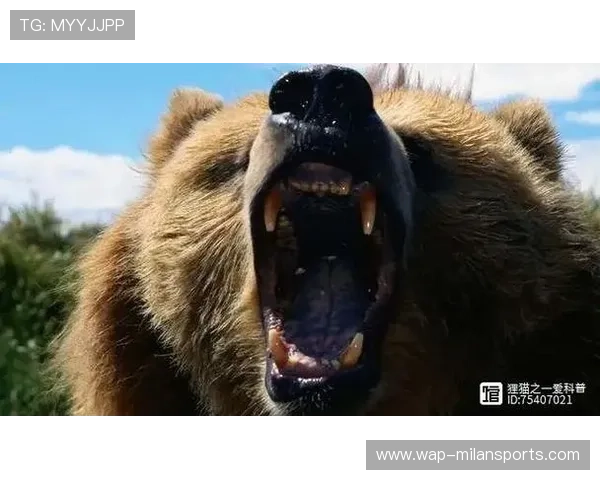 黑熊袭人致一女子遇难，男孩装死逃生，日本黑熊袭人